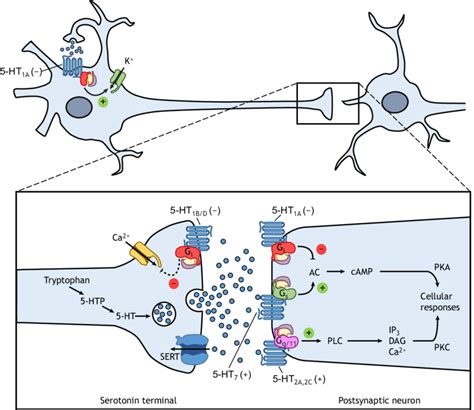 A Representative Serotonin 5 Ht Neuron And Synapse The Figure Shows Download Scientific