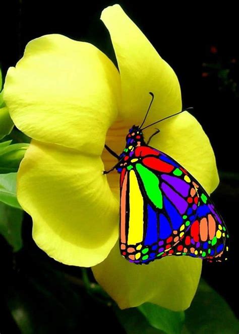 Is This A Photograph Of A Rainbow Butterfly
