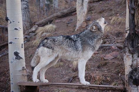 Wolf Sanctuary Colorado Usa The Touch Of Sound