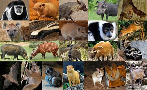 Mammals Of Africa Ii Quiz