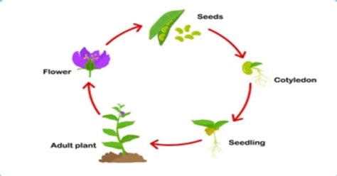 Plant Life Cycle Learn About Nature