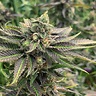 LA Confidential Seeds | Feminized LA Confidential Cannabis Strain