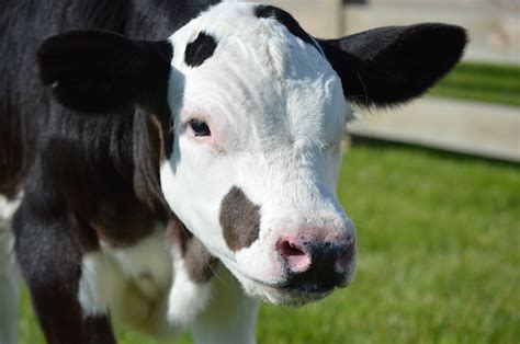 Farmland Gene Editors Want Cows Without Horns Pigs Without Tails And