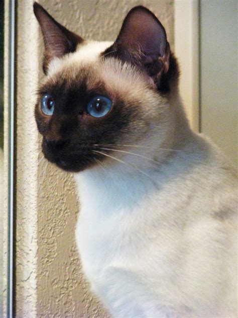 Siamese Cats For Sale New Mexico