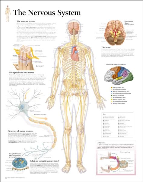 The spinal cord is a long, thin mass of bundled neurons that. medical chart female spine charts and female nervous ...