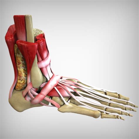 Human Foot Anatomy 3d Model Foot Anatomy Human Foot Trending Handbag