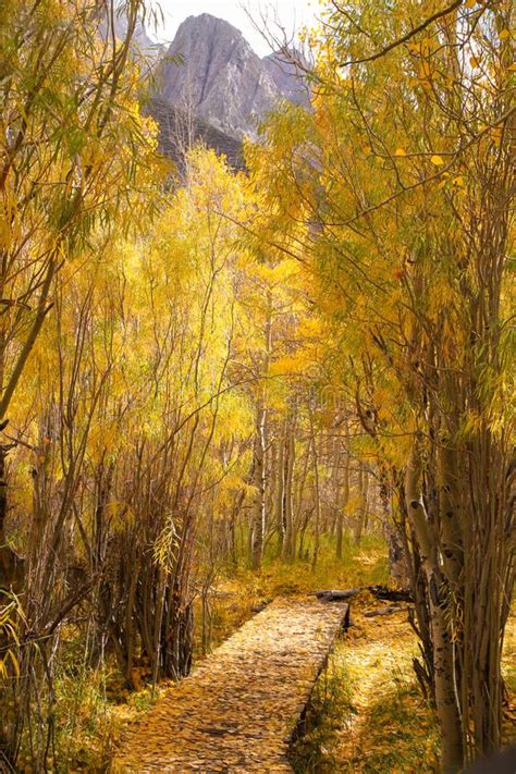 Sierra Nevada Mountains Fall Colors At Convict Lake Stock Image Image