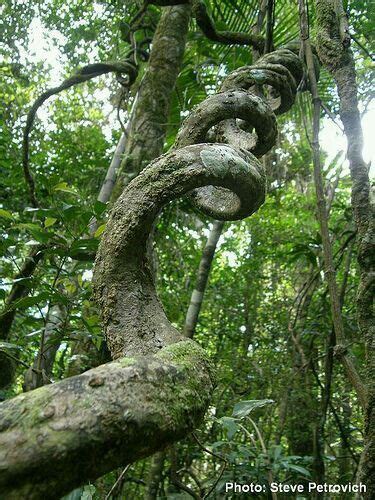 All In A Twist Trees In 2019 Nature Tree Twisted Tree Unique Trees