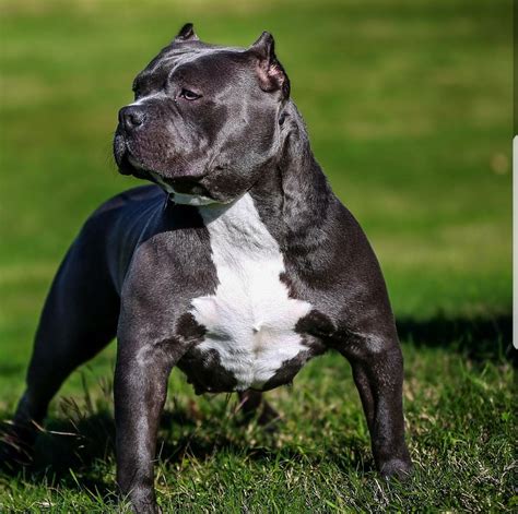 Courtesy of haag american bully's. American Bully Puppies For Sale | Houston, TX #256937