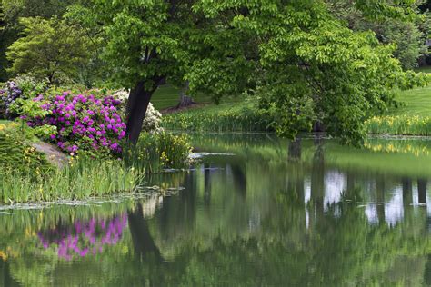 Download Garden Park Flower Water Reflection Tree Landscape Photography