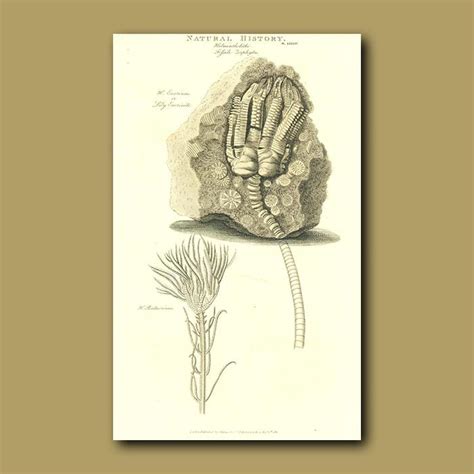 Fossil Lily Encrinite Genuine Antique Print For Sale