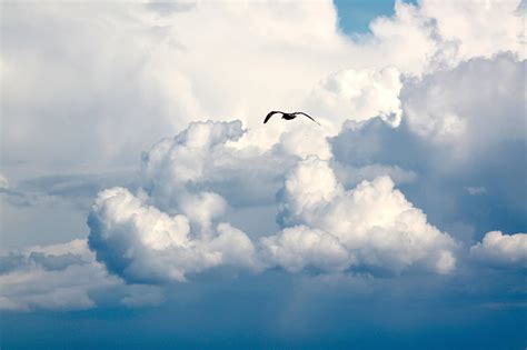 Bird Flying In The Clouds