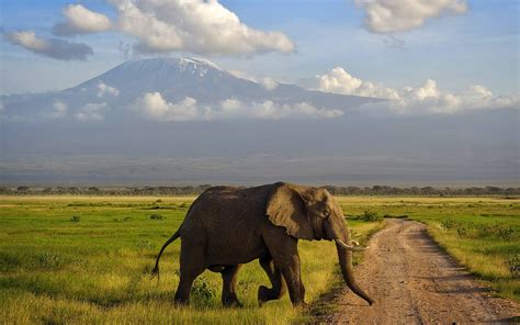 Hd Wallpaper Africa Kenya Amboseli Elephant Savannah Mountain Kilimanjaro