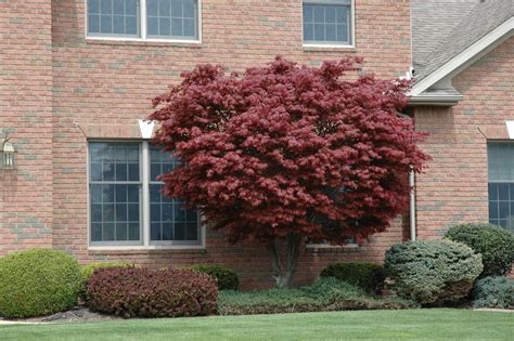 Bloodgood Japanese Maple Love The Burgundy Color And Turns A Fabulous