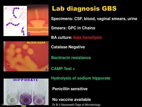 Ppt Gram Positive Cocci Gpc Powerpoint Presentation Free Download