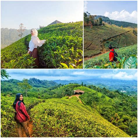 Rute menuju kebun teh cipasung. Nomor Hp Pengelola Kebun Teh Cipasung Majalengka : Kebun Teh Cipasung Wesata Id Wisata Indonesia ...