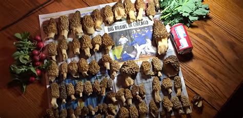 How To Grow Your Own Morel Mushrooms Video