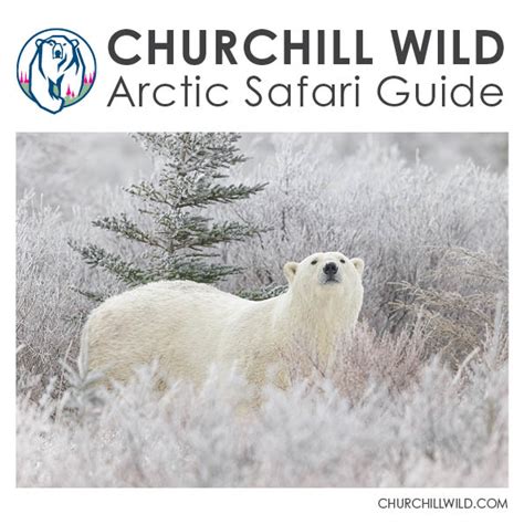 2021 Polar Bear Safari Dates Churchill Wild Polar Bear Tours