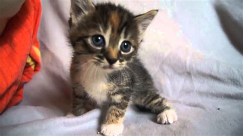 Free kitten, prefer white or mostly white female. Cute Baby Kitten meows because Mama Cat is not there - YouTube