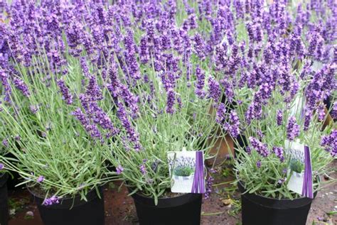 Benefits Of Lavender Hgtv