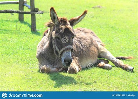 Cute Brown Gray Donkey On A Green Meadow In Summer Or Spring Stock