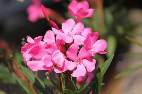 20 Beautiful Yet Poisonous Flowers You Should Only Plant With Caution