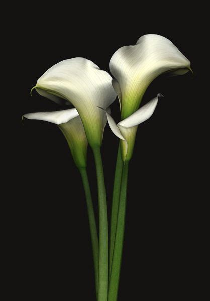 Calla Lily Calla Lily Flowers Photography Beautiful Blooms