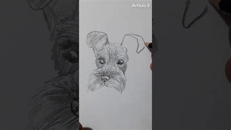 ¿cómo Dibujar Un Perro Schnauzer How To Draw A Schnauzer Dog