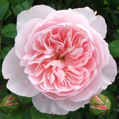 Pink Rosa Wisley An Old English Rose The Royal Botanic G Flickr