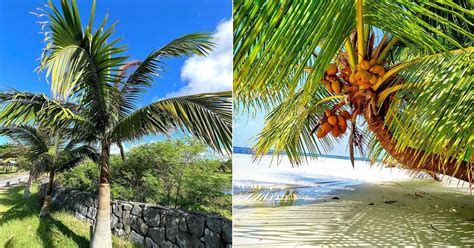 Coconut Tree Vs Palm Tree Difference Between Coconut Tree And A Palm Tree