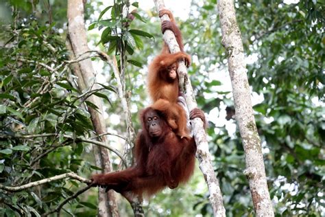 Why Have 100000 Orangutans Disappeared In The Last 16 Years