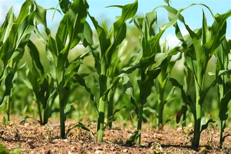 How To Grow Sweet Corn For Beginners Simple Living Country Gal