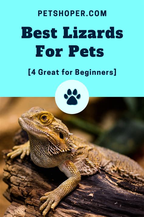 The Best Best Pet Lizards You Can Handle 2022