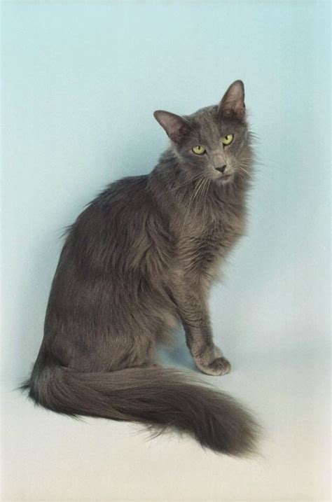 Beautiful Gray Long Haired Kitty Cat Breeds Purebred Cats Siamese Cats