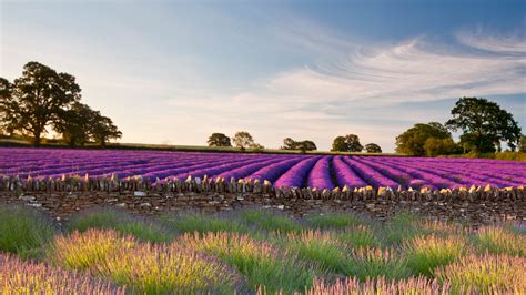 Somerset Lavender Bing Wallpaper Download