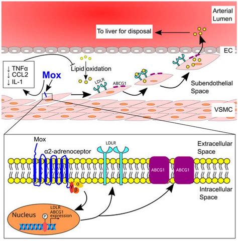 Ijms Free Full Text Sympathetic Nervous System And Atherosclerosis