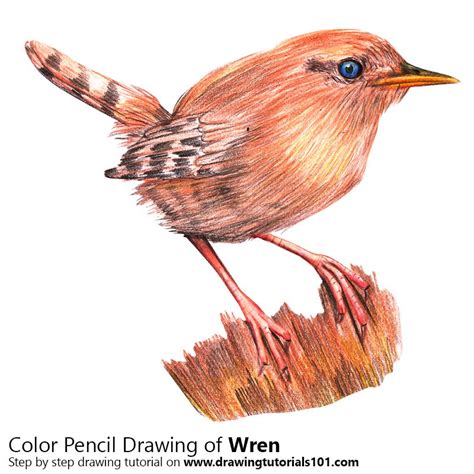 Wren Colored Pencils Drawing Wren With Color Pencils