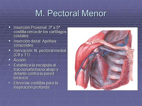 Músculos Pectorales Anatomía Función Origen E Inserción Y Más