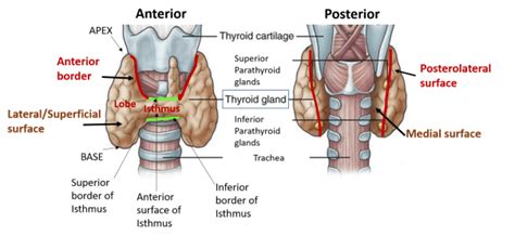 Thyroid Gland Anatomyqa