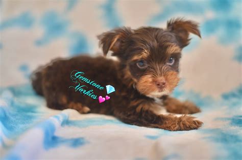 What Is A Chocolate Yorkie About Chocolate Terriers Gemstone Yorkies