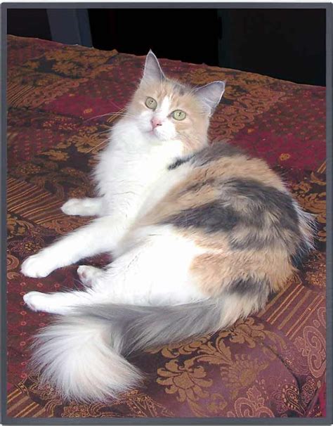 17 Best Calico Cats Images On Pinterest
