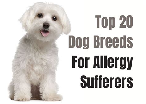 The Top 20 Dog Breeds For Allergy Sufferers