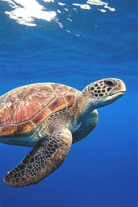 Swimming Sea Turtle Photography Animals Animal Photography Ideas Sea