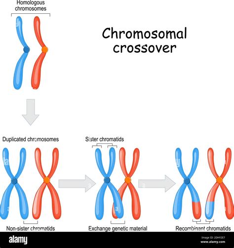 Chromosomal Crossover Maternal And Paternal Homologous Chromosomes And