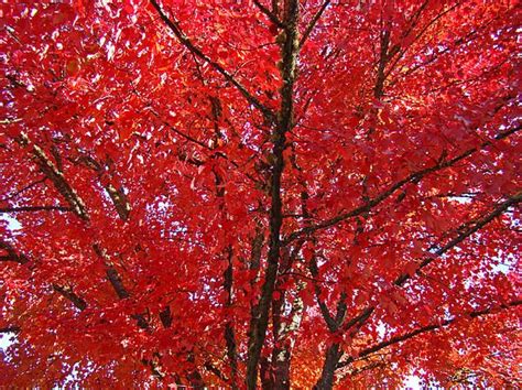 Colorful Red Orange Fall Tree Leaves Art Prints Autumn By Patti Baslee