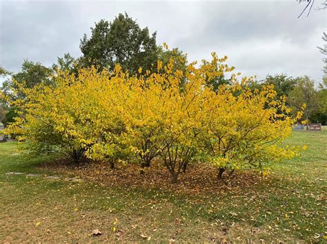 Learn About Spicebush And How To Grow It From Author Solomon Gamboa