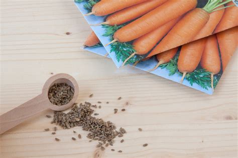 How To Harvest Carrot Seeds For Planting Seedcontainers