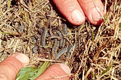 Turfgrass Entomology Cutworms Department Of Entomology University