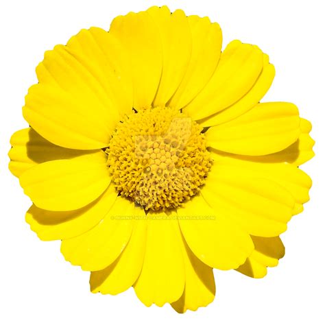 Yellow Flower Png By Bunny With Camera On Deviantart