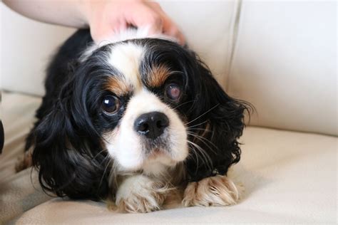 Cavalier King Charles Spaniel Puppies For Adoption Near Me Puppies